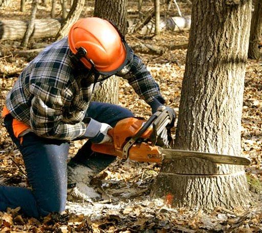 Tree Removal in Whiting, VT